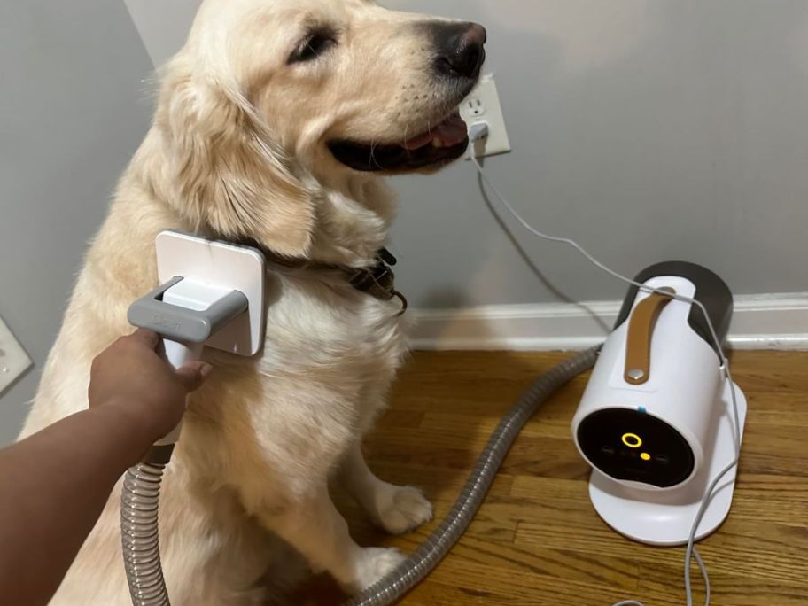 A blonde dog happily being groomed with a vacuum