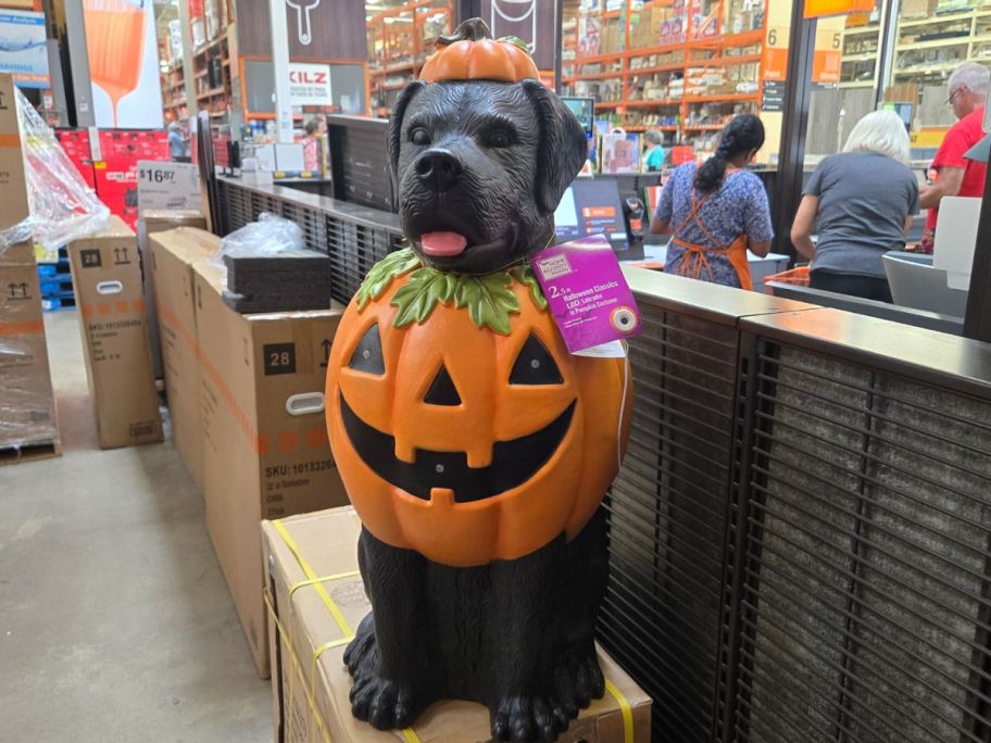 Labrador in Pumpkin Costume Blow Mold in store