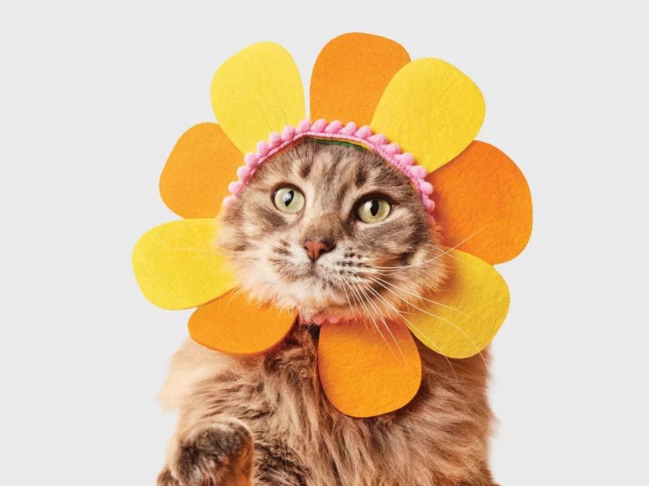 cat wearing flower headpiece costume