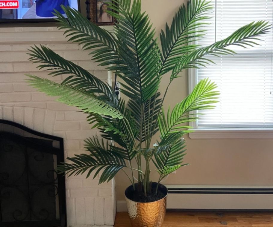A potted plant in the corner of a room