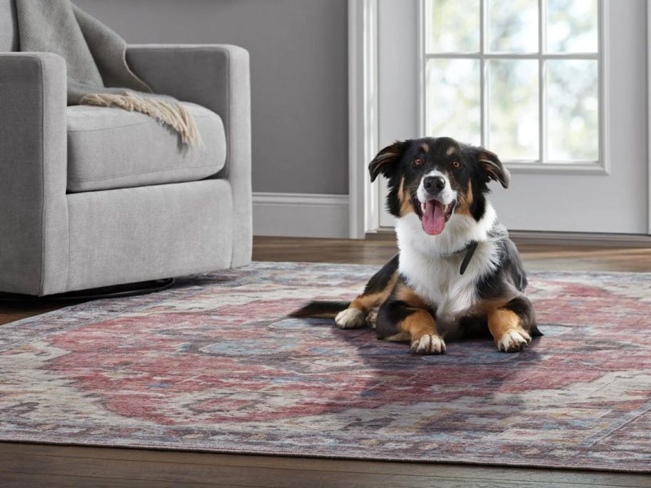 A dog sitting on a Member's Mark Washable area rug. 