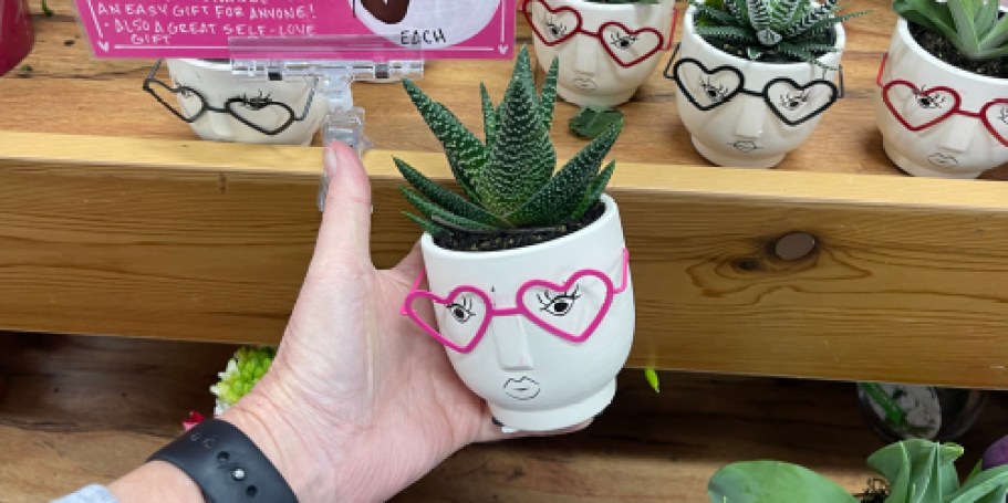 New Trader Joe’s Valentine’s Day Flowers | Succulents, Mini Roses, & Hydrangeas