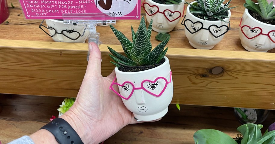 Valentines Day Succulents 