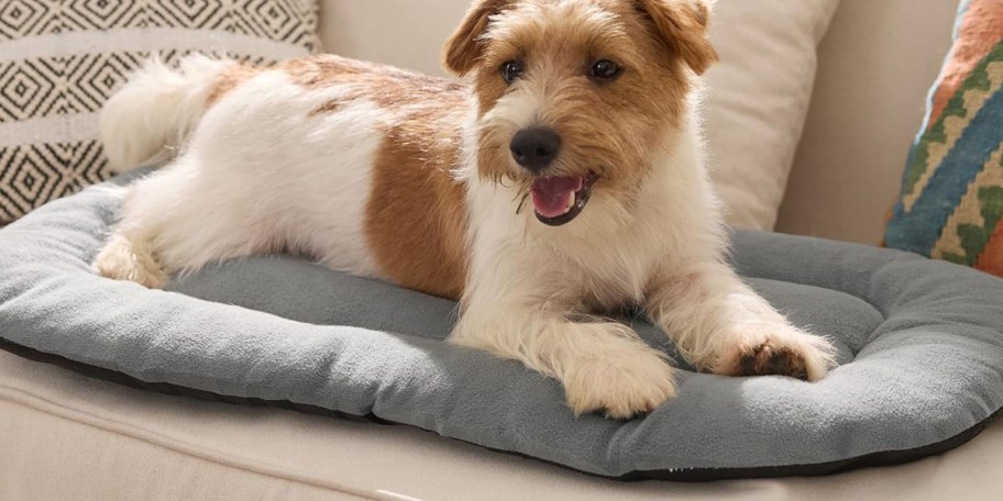 dog laying on gray pad on couch 