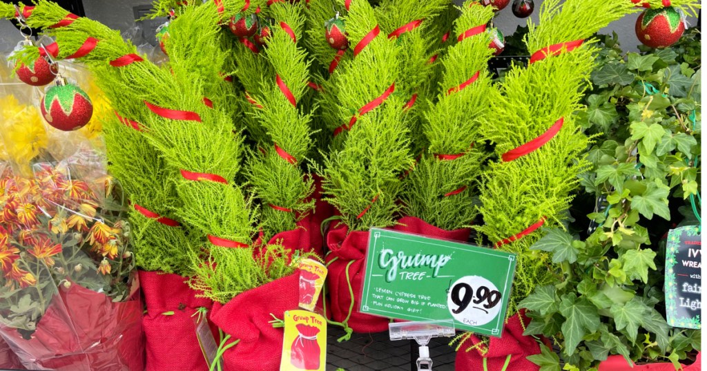 Trader Joe's Grinch trees on display outside store for 9.99 each