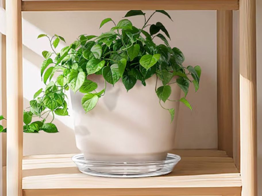 Translucent Plastic Plant Saucer with plant on top of it