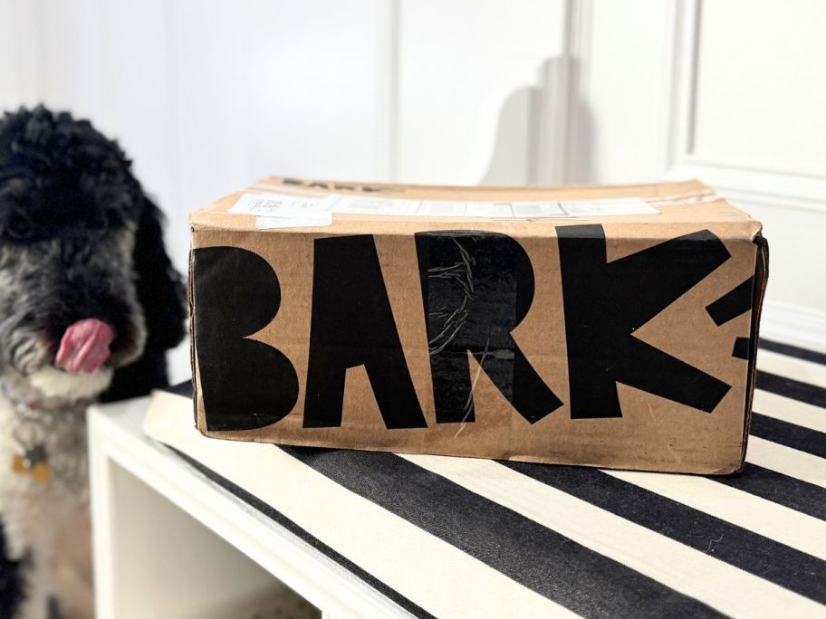 barkbox on bench