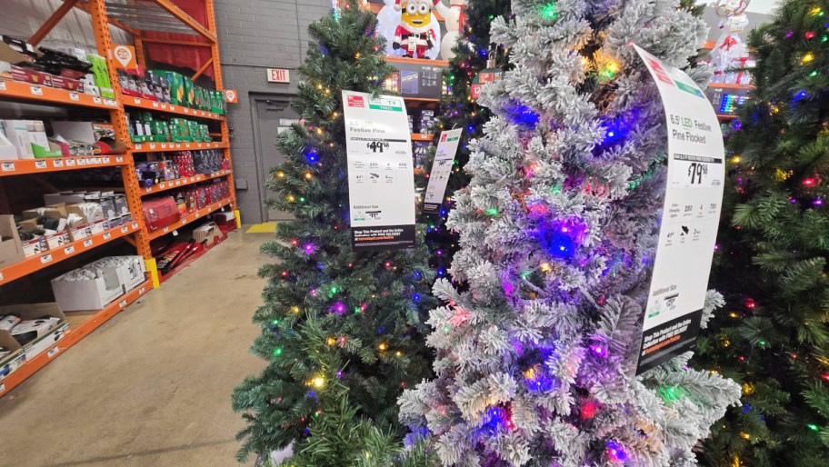 Christmas trees on display at Home Depot