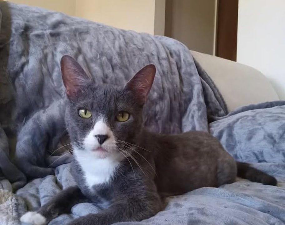 cat laying on gray heated blanket