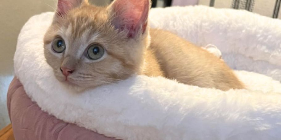 Plush Pet Beds from $12.74 on Amazon (Reg. $33) – Super Soft & Washable