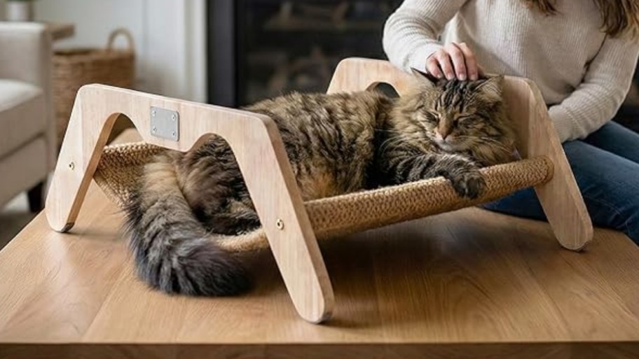 a maine coon cat lounging on a cat bed