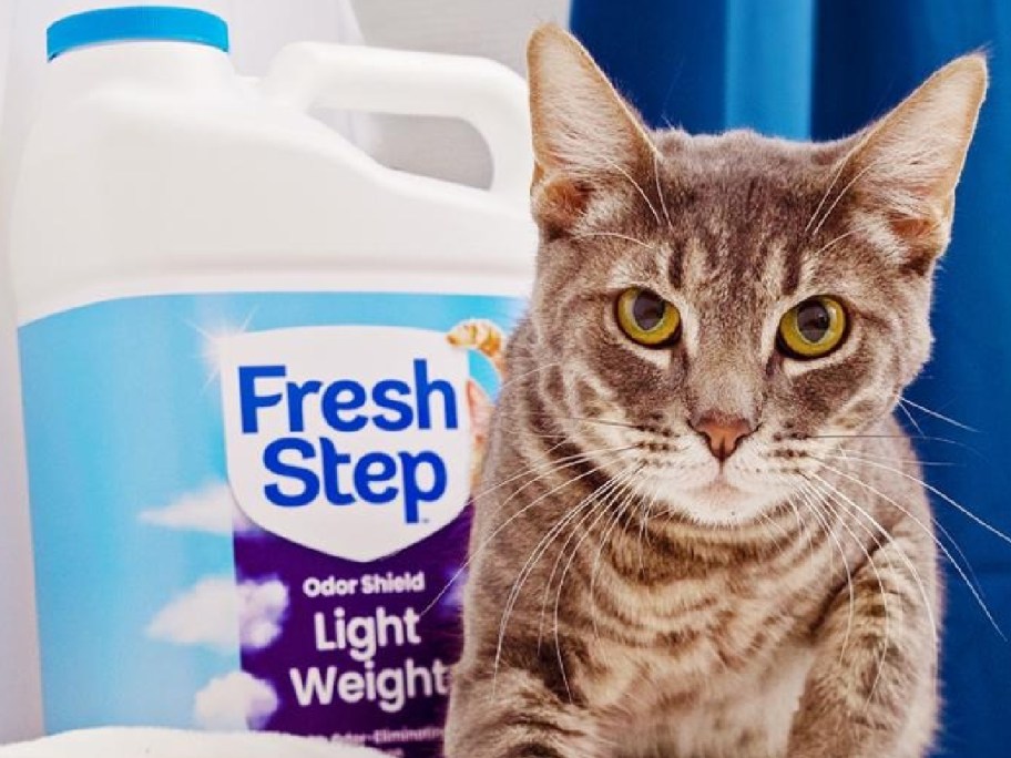 A cat next to a container of Fresh Step cat litter.