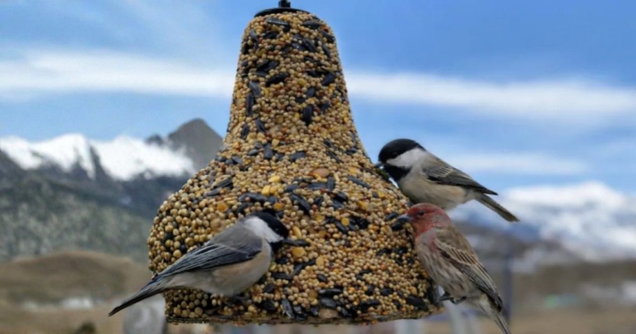 3 Chickadee birds on a bird seed bell