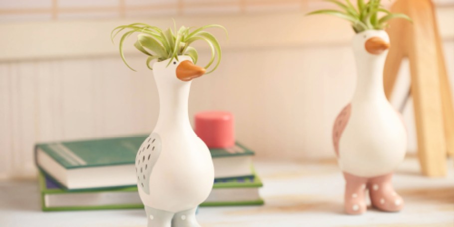 Silly Goose Air Plants 3-Pack Only $30.98 Shipped on Lowes.com