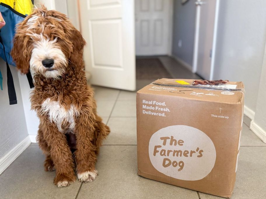 A dog sitting next to a box of The Farmer's Dog
