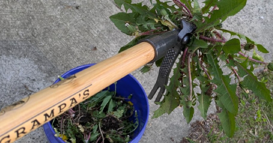 Grampas weeder with weed