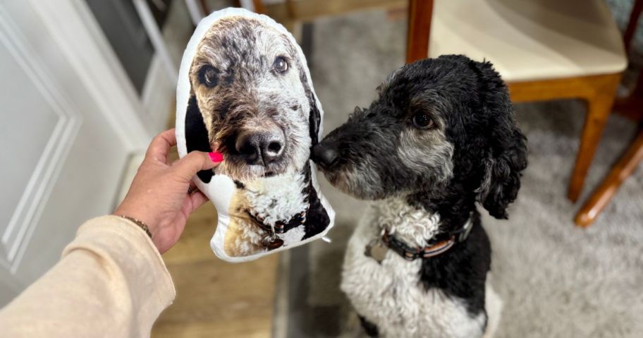 pet pillow next to dog