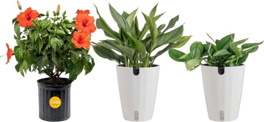 3 live house plants