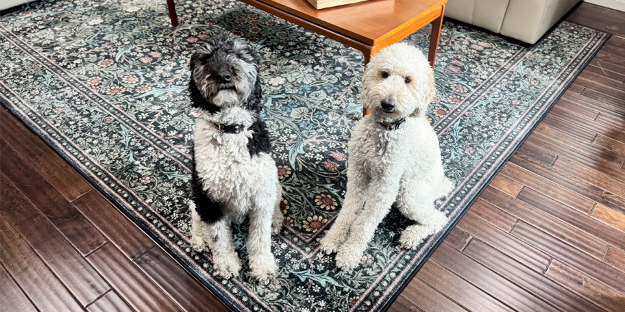 dogs sitting on green rug