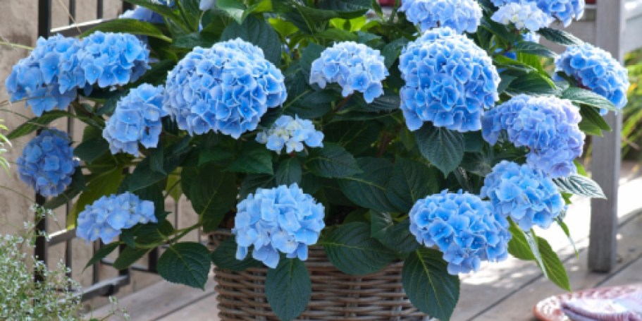Lowe’s Daily Deals = Save Big on Plants, Bulbs & Seeds + More