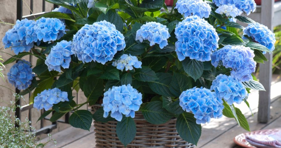 A wicker basket filled with vibrant blue hydrangeas sits on a wooden deck.