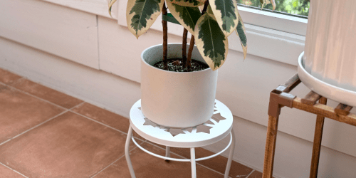 Elevate Your Space w/ Walmart Plant Stands from Under $8 (Collin Bought 3!)