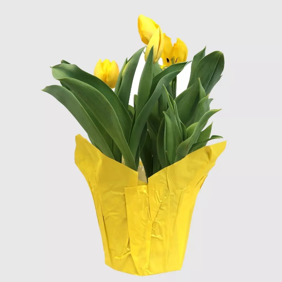 stock photo of yellow tulips